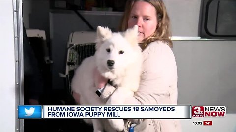 Humane Society rescues 18 Samoyeds from Iowa puppy mill