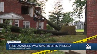 A tree heavily damaged two apartment buildings in Essex