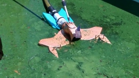 Algae cleanup a temporary fix