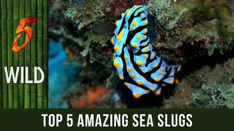 Top 5 Out Of This World Sea Slugs | 5 WILD