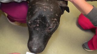 Investigator says dog fighting ring is one of the worst he's ever seen
