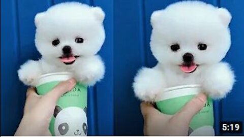 2021 viral video: Funny and Cute Mini dogs.. #viraldogs #smalldogs #puppies