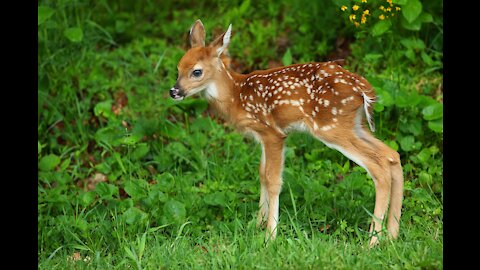 Cute Baby Deer (Fawn) Jumping and Hopping - Compilation #002