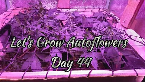 Let's Grow Autoflowers 2gether Day 44