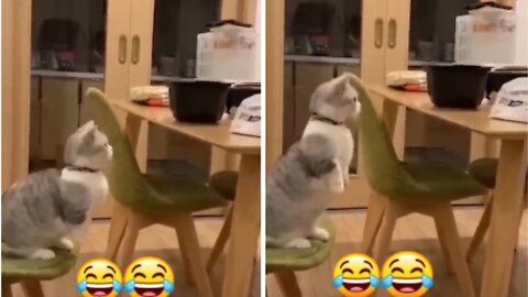 😂YOU LAUGH YOU LOSE! 😹Funny Moments Of Cats Videos Compilatio- Funny Cats Life