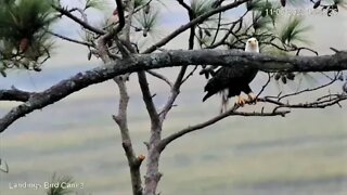 Afternoon Bald Eagle Visit 🦅 11/06/22 15:55