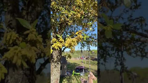 Our Live Oak Trees are Buzzing with Honey Bees Gathering Pollen!