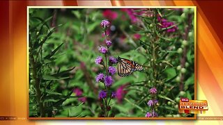 Planting a Garden For Color and the Bees!