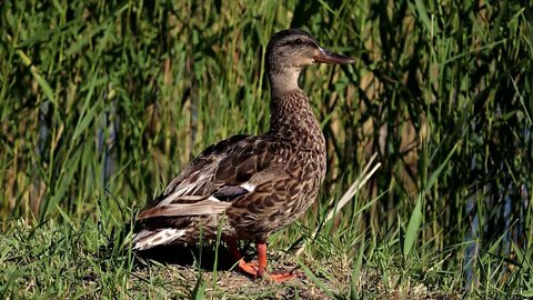 The teal, a type of duck, is the likeliest to defy the hunter, with the mallard not far behind11