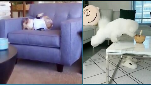 Funniest dog home videos