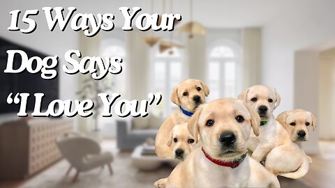 15 Things Your Dogs Do To Show You Love