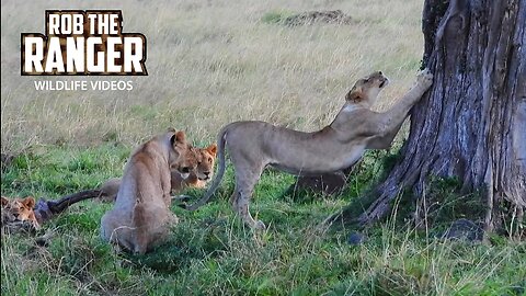 Lion Pride Chilling Under A Big Tree | Lalashe Maasai Mara Safari