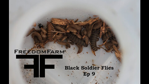 Black Soldier Flies!