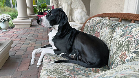 Happy Great Dane loves to relax & watch Florida rain