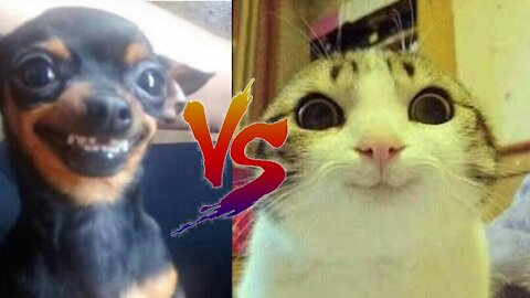 Perro🐶🐕 vs gato 🐱🐈