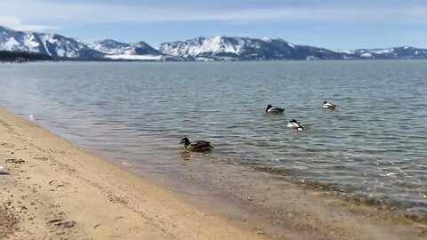 Ducks swimming in south Lake Tahoe in the winter, from #southlaketahoe #tahoe