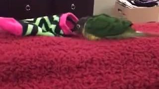 Parrot's new favorite toy is child's sock