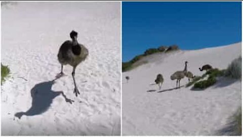 Un emù insegue un uomo su una spiaggia australiana