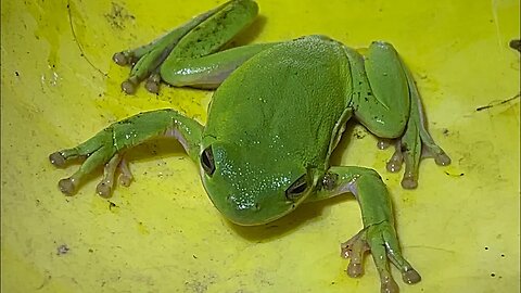 Green Frog Nature biology