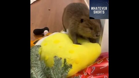The Ingenious Rescued Beaver: Building a Dam with Household Items #shorts #animals #cute #rescue