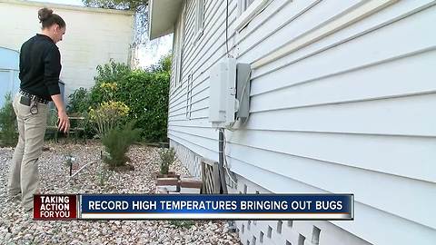Record warm temps causing an increase in bugs and pests in Tampa Bay