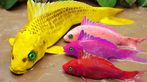 Gold Fish And Colorful Koi Fish _ ASMR Funny Stop Motion _ Betrayal of Love