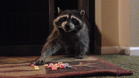 Wild Raccoon Helps Itself To Cereal Treat, Leaves The Front Door Open Afterwards