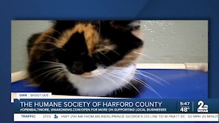 Cats up for adoption at the Humane Society of Harford County