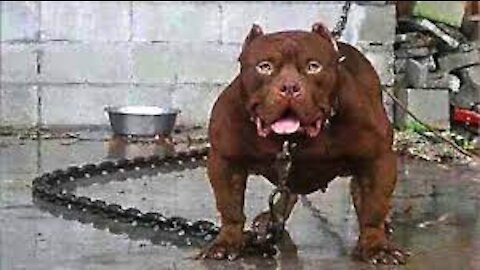 Top 10 Most Dangerous Dogs In The World 2020..