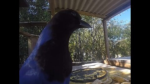 blue jay eating orange and taking out bees