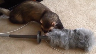 Joey the trained ferret "helps" clean the house