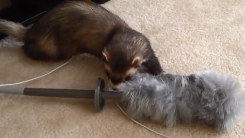 Joey the trained ferret "helps" clean the house
