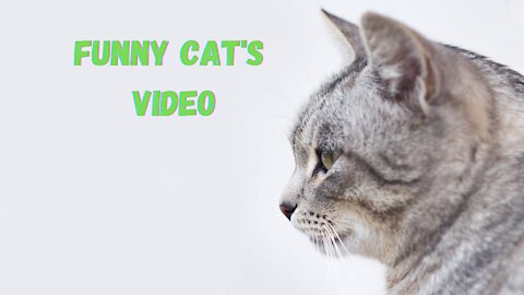 Funny Cats Videos | Try Not To Laugh # 20