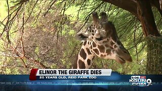 Reid Park Zoo giraffe Elinor dead at 20