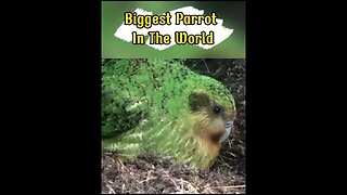 World's Largest Parrot (Kakapo) #shorts