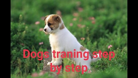 Guard dog traning step by step