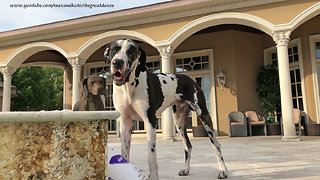 Trying To Convince A Muddy Great Dane To Come For A Swim