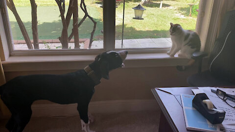 Funny Great Dane Puppy Play Bows And Chats With Calico Cat