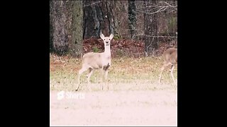 Deer in Georgia Field