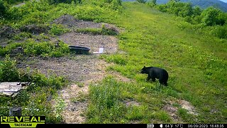 Mama Bear WV