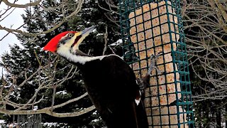 Gigantic woodpecker captured by camera mounted by bird feeder
