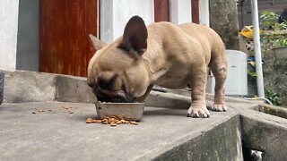 Rescued dog's last meal! I will have to move today, so sad