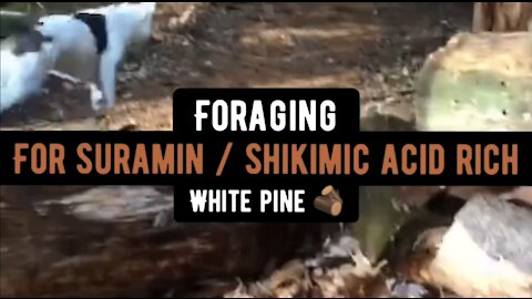 How to Forage for Suramin Rich - White Pine (needle tea) - With Green Mountain Gardening