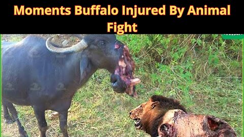 Moments Buffalo Injured By Animal Fight