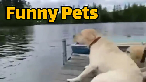 Funny Animals Reaction