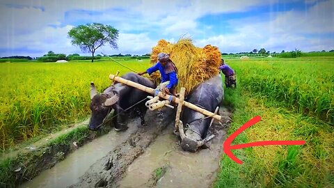 How do working buffalo cart in padma rivers
