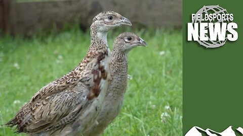 DEFRA staff 'personal opinions' led to gamebird restrictions in England