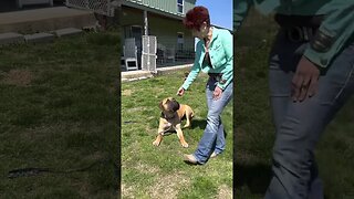 Practice correctly until you have success Put little pieces together LonelyCreek bullmastiff