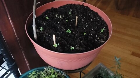 Update on April 8th, Seedlings, Moving, and more!