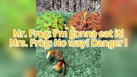 Mr. Frog: I'm gonna eat it! | Mrs. Frog: No way! Danger !
